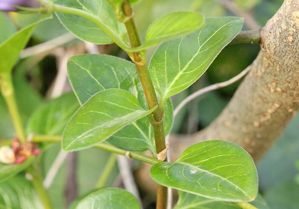 ツルニチニチソウの茎と葉