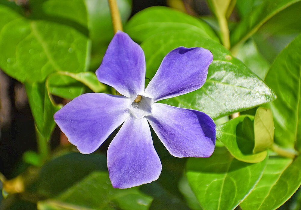 ツルニチニチソウの花