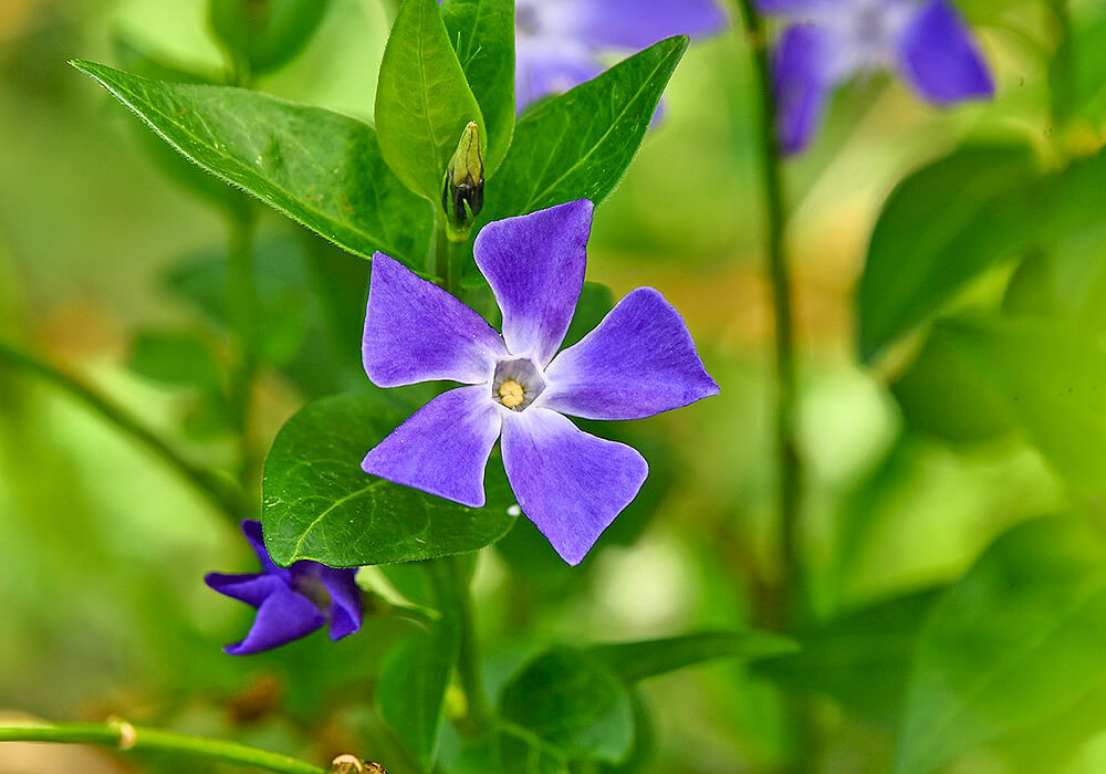 ツルニチニチソウの開花