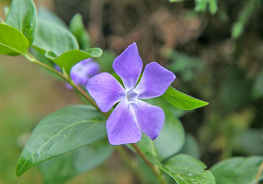 ツルニチニチソウの花と葉