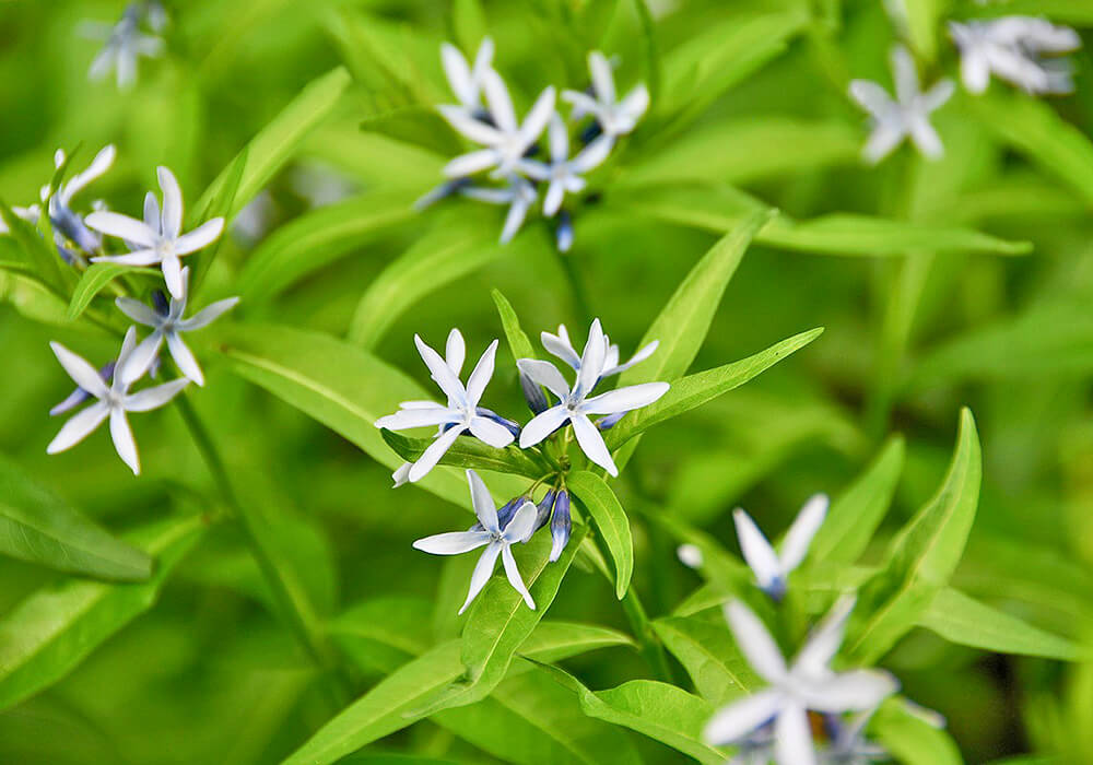 チョウジソウの花と葉