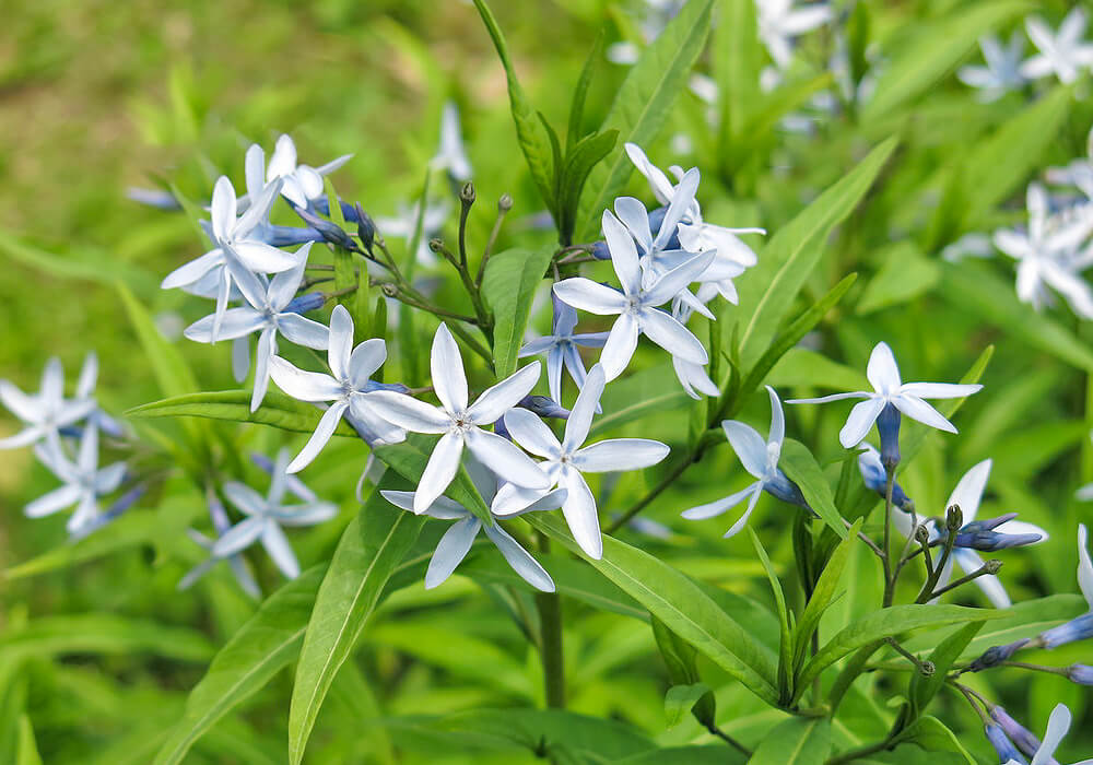 チョウジソウの開花