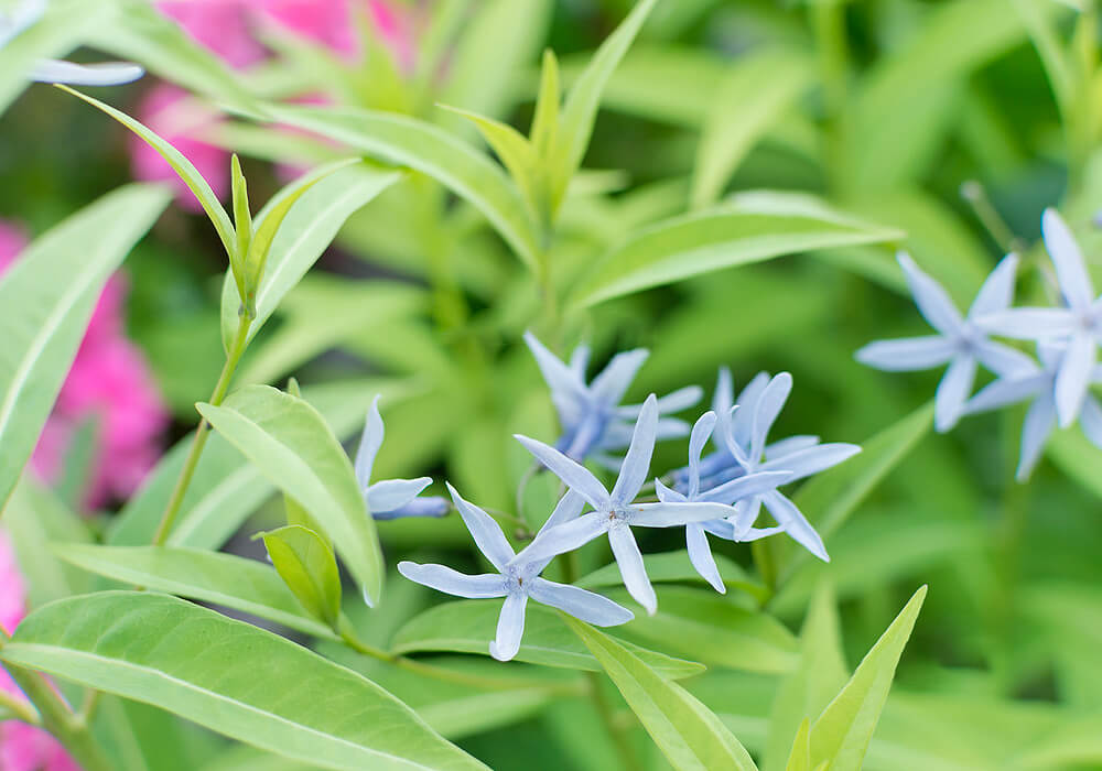 チョウジソウの花