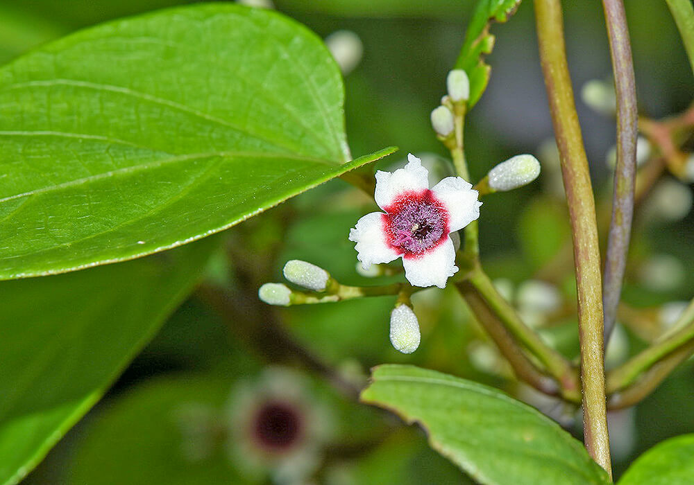 ヘクソカズラの花