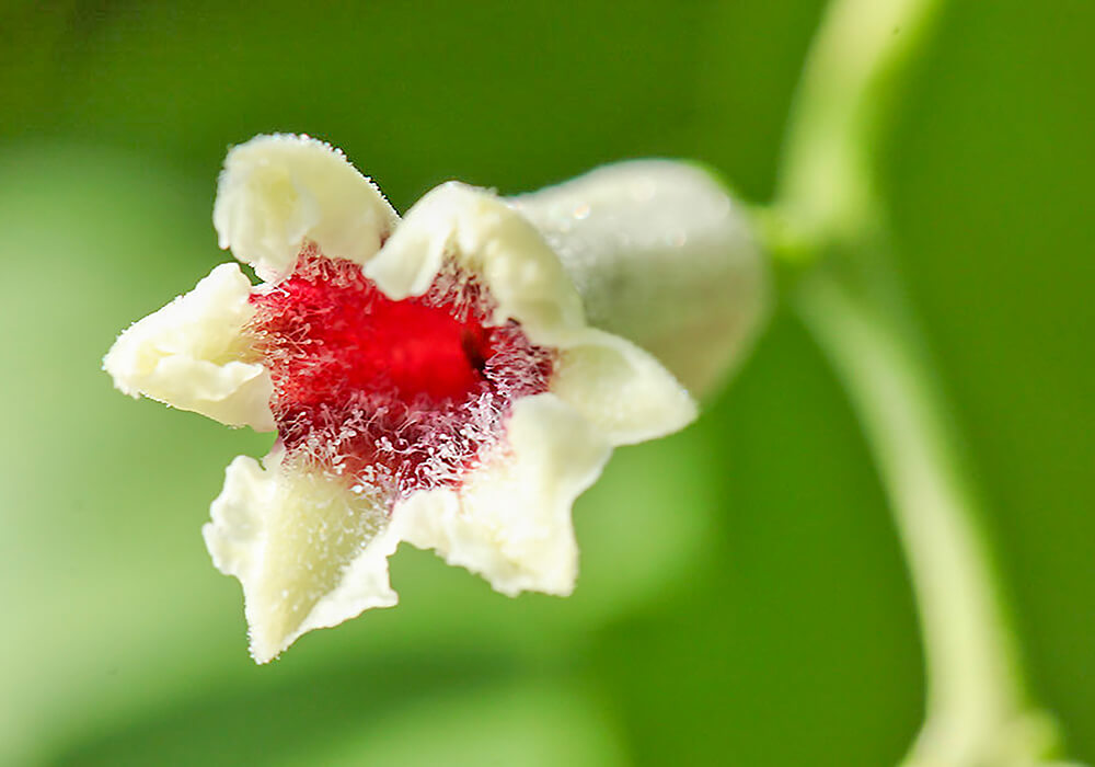 ヘクソカズラの花の拡大