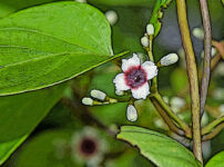 ヘクソカズラの植物図鑑と育て方