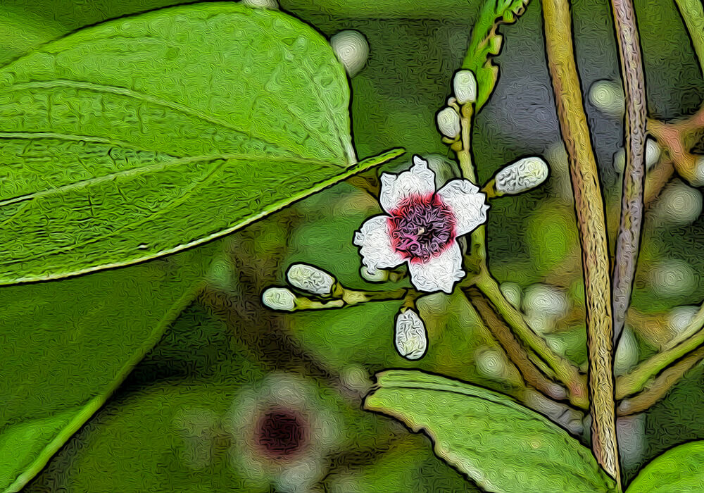 ヘクソカズラの植物図鑑と育て方