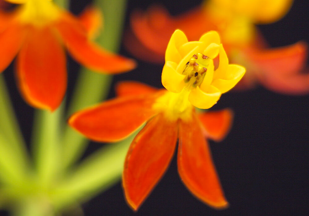 トウワタの花の拡大