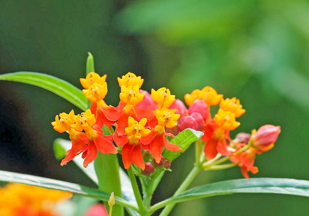 トウワタの花と葉