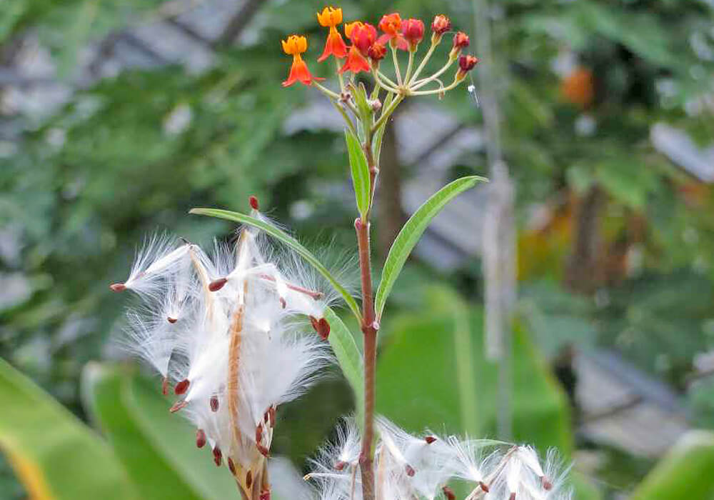 トウワタの花と種子