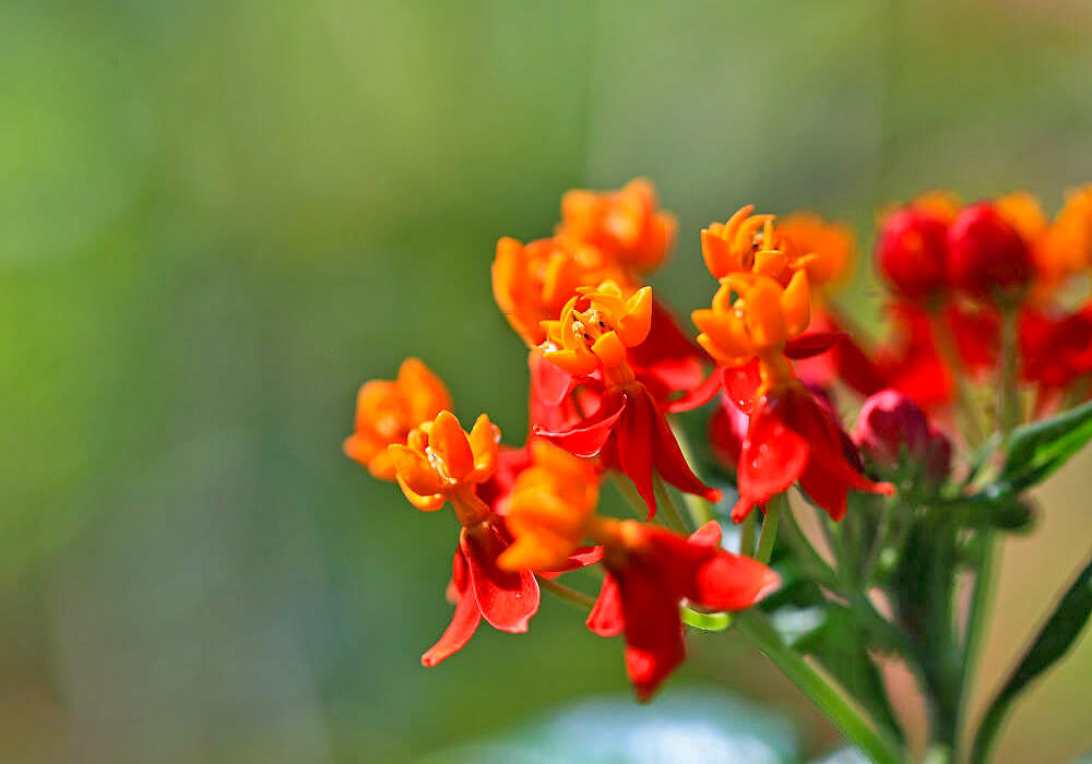 トウワタの花