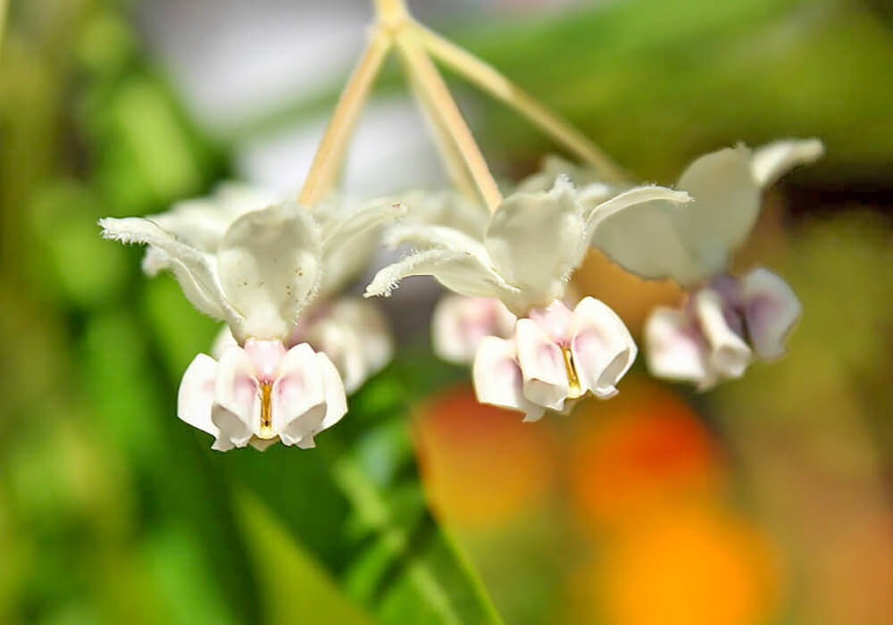 フウセントウワタの花