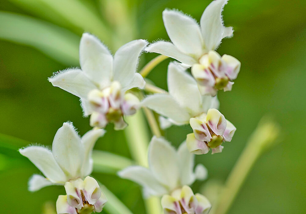 フウセントウワタの花の拡大