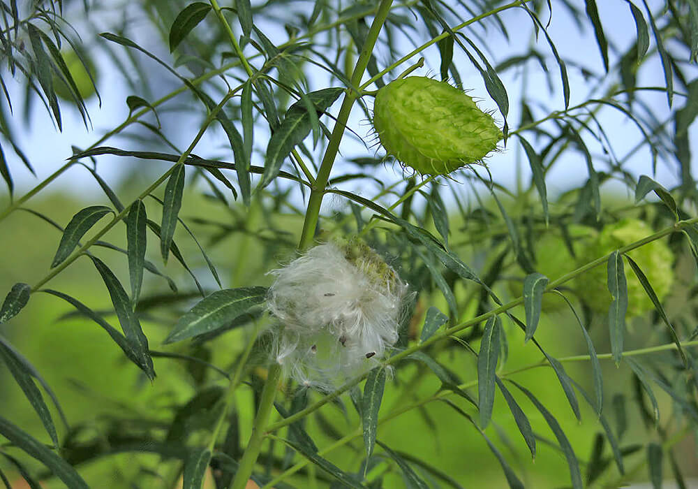 フウセントウワタの花と果実