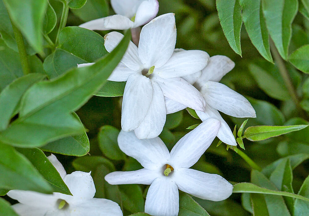 ハゴロモジャスミンの花の拡大