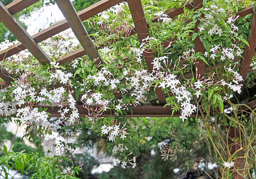 ハゴロモジャスミンの庭植え