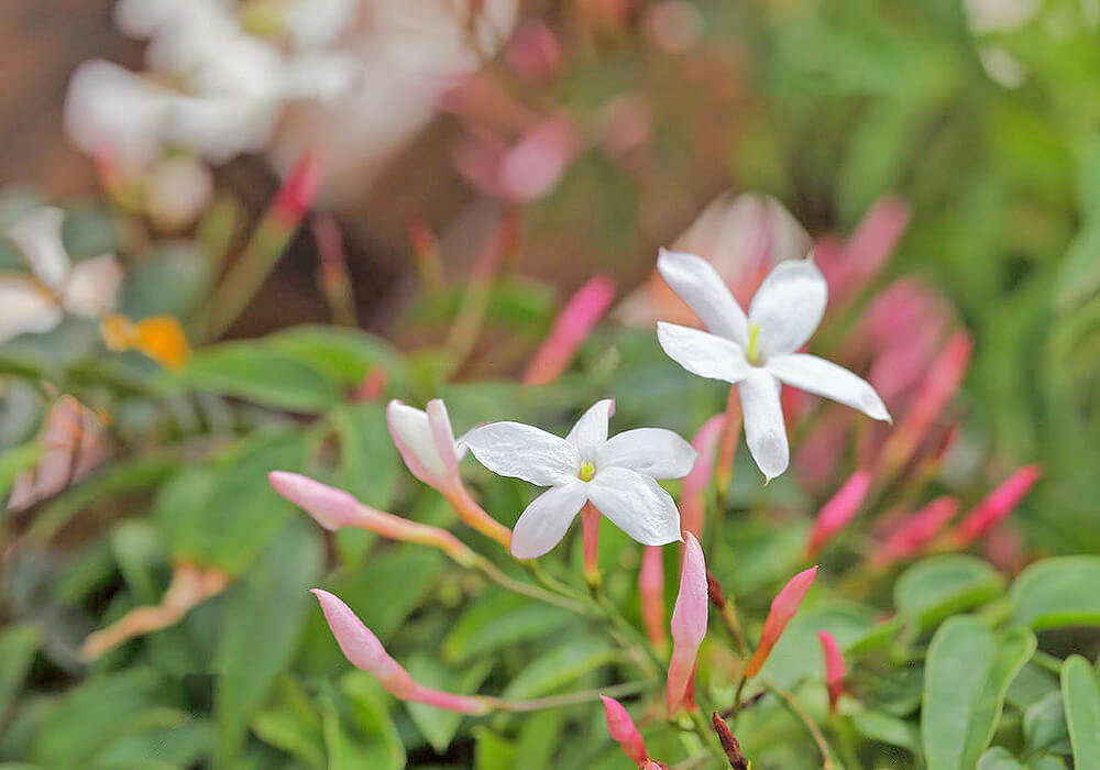 ハゴロモジャスミンの花と蕾