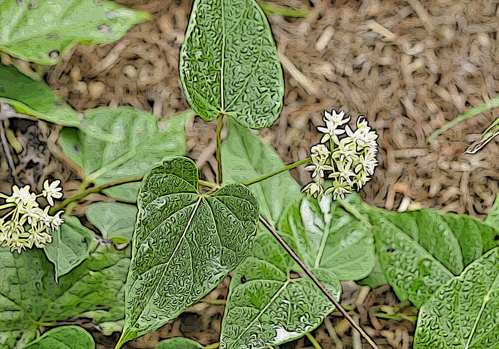 イケマの植物図鑑と育て方