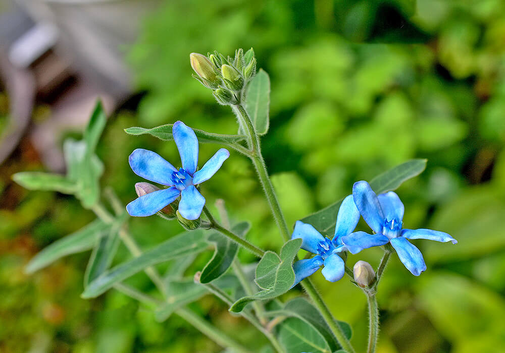 ルリトウワタの開花