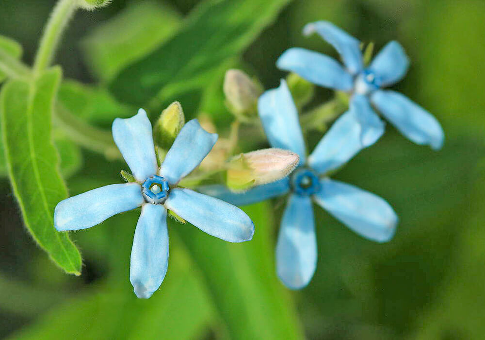 ルリトウワタの花の拡大