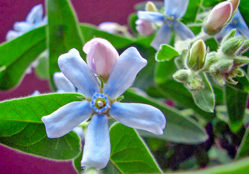 ルリトウワタの花と蕾