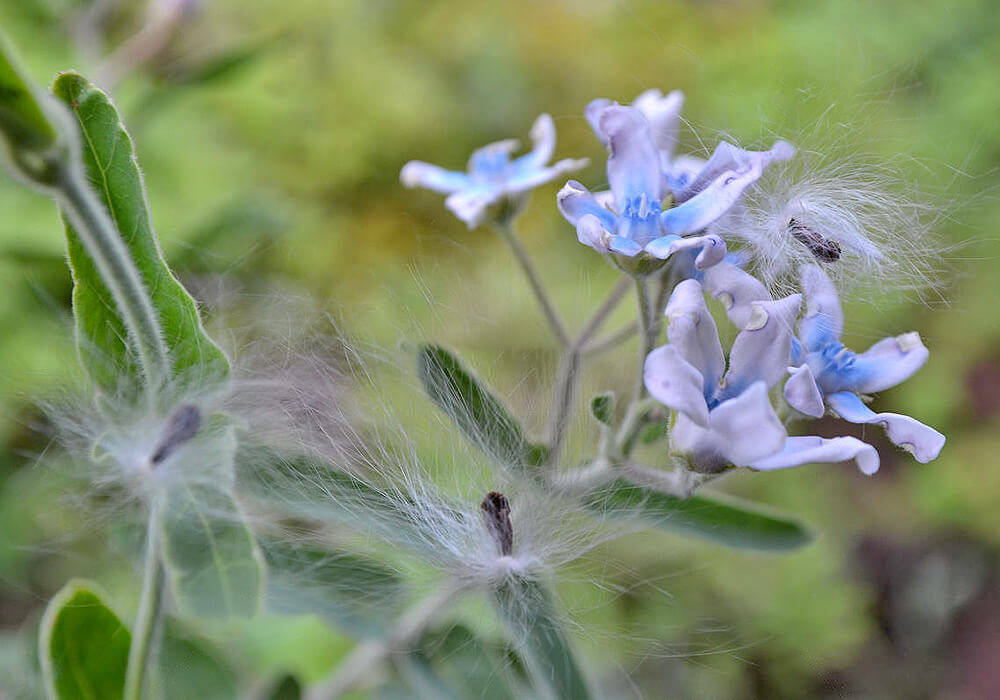 ルリトウワタの花と種子