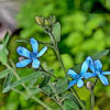 ルリトウワタの植物図鑑と育て方