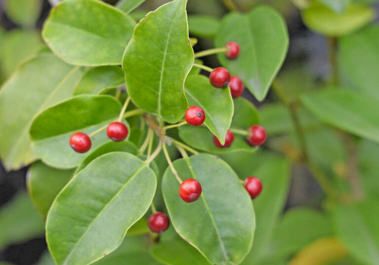 【シンボルツリー】ソヨゴの育て方と植物の特徴をわかりやすく解説