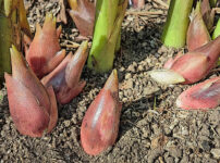 ミョウガの植物図鑑と育て方