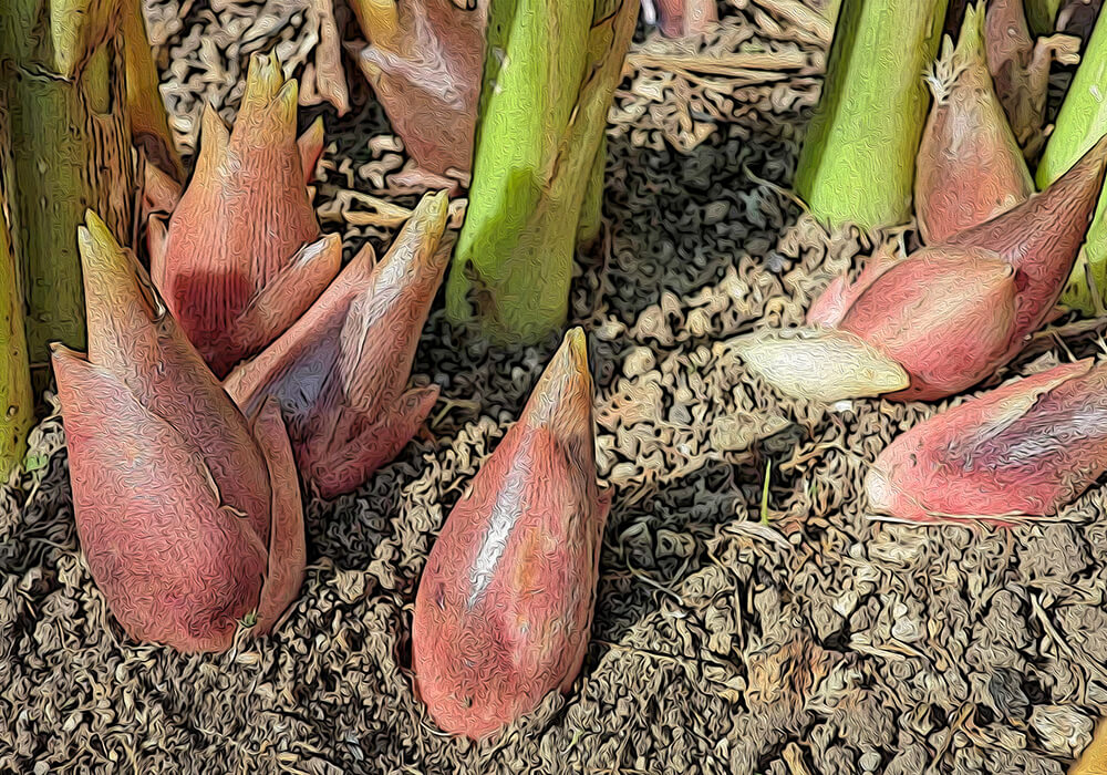 ミョウガの植物図鑑と育て方