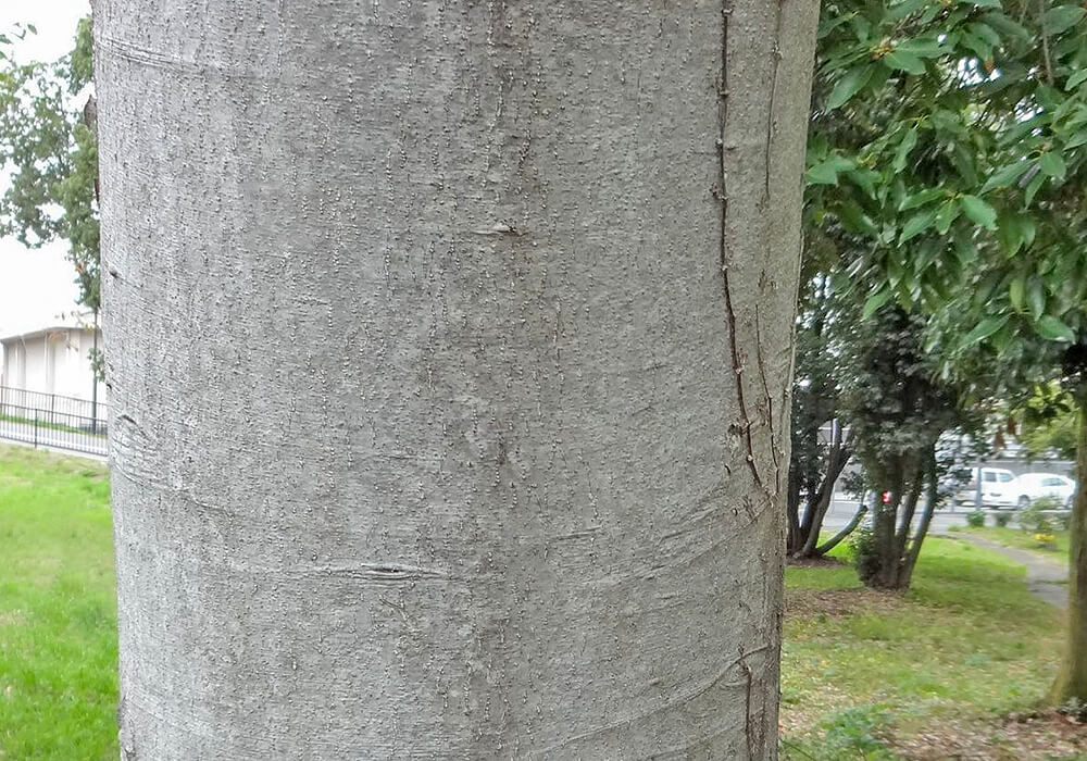 ナナミノキの樹皮