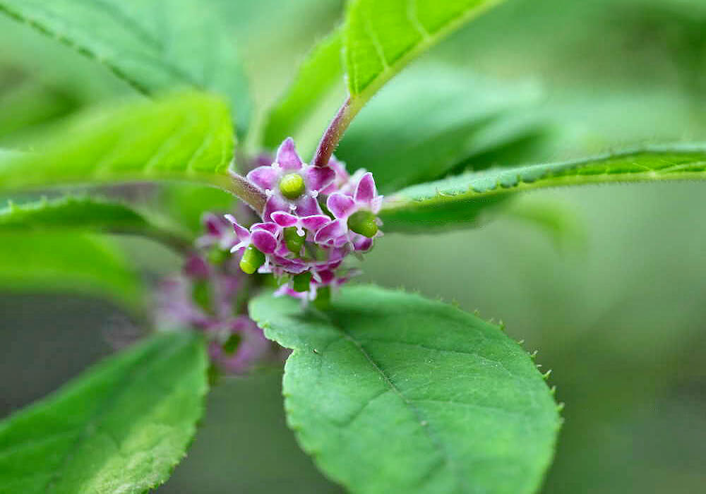 ウメモドキの花
