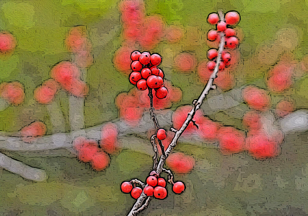 ウメモドキの植物図鑑と育て方
