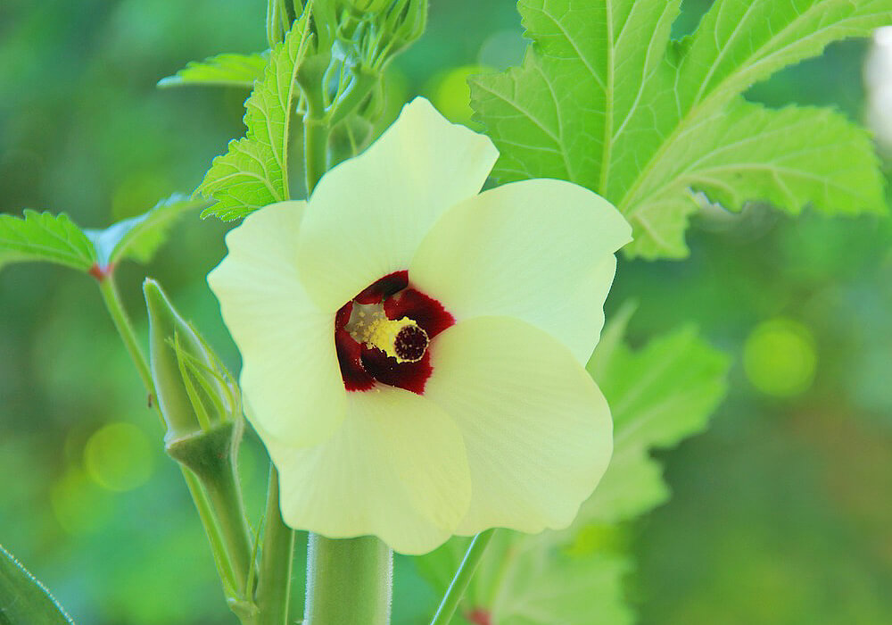 オクラの花