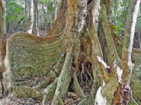 サキシマスオウノキの植物図鑑と育て方