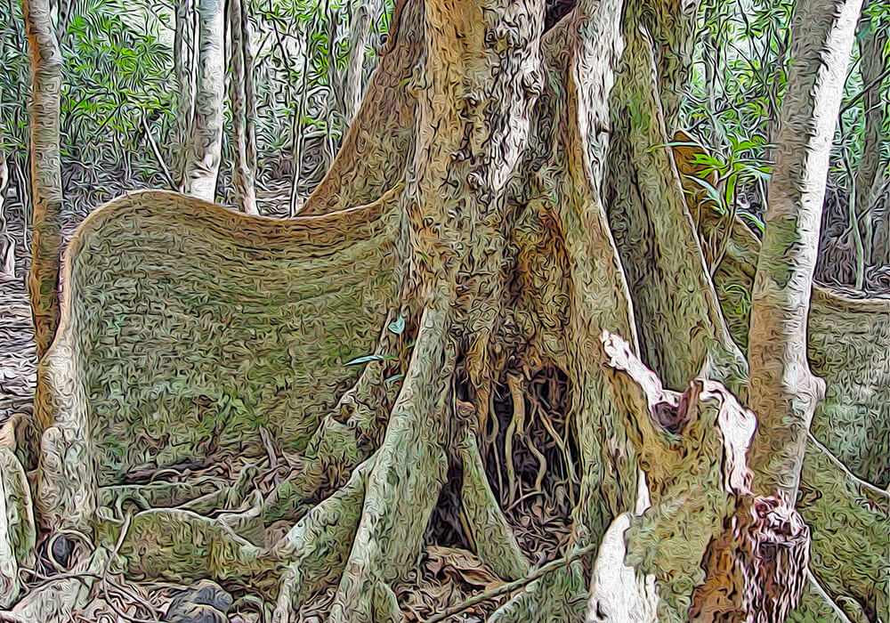 サキシマスオウノキの植物図鑑と育て方