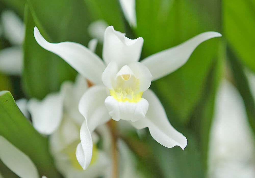 セロジネの花の拡大