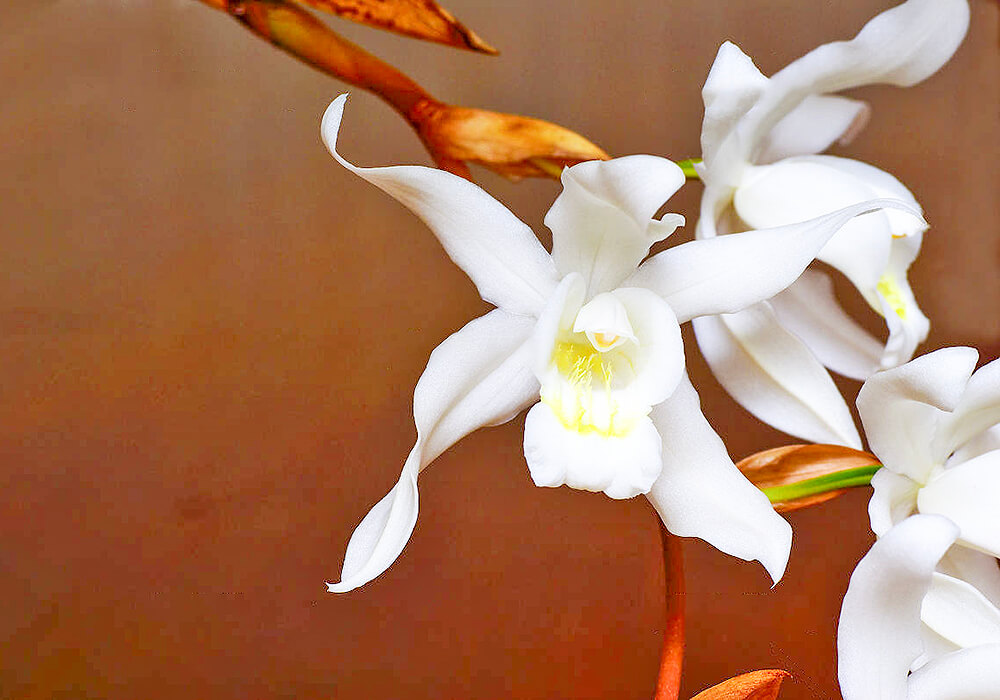 セロジネの花