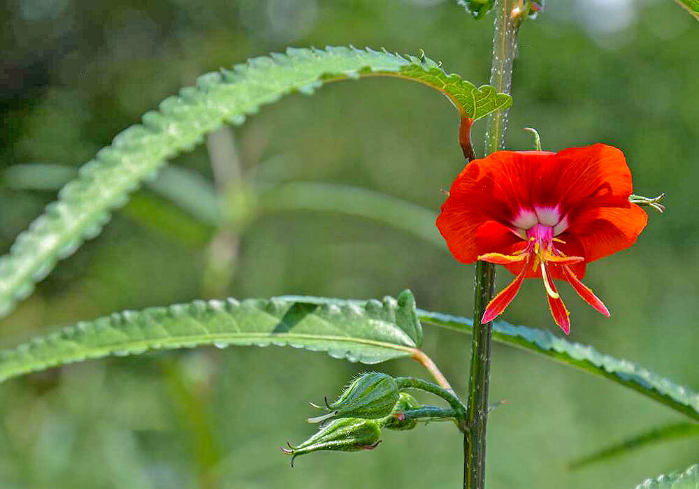 ゴジカの花