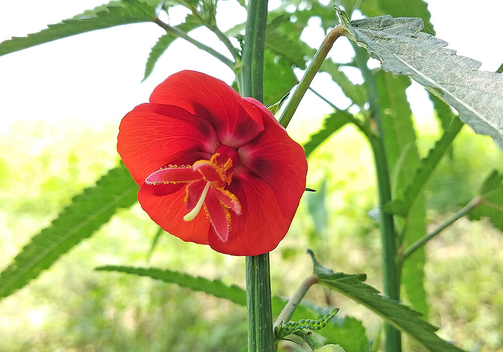 ゴジカの花と葉