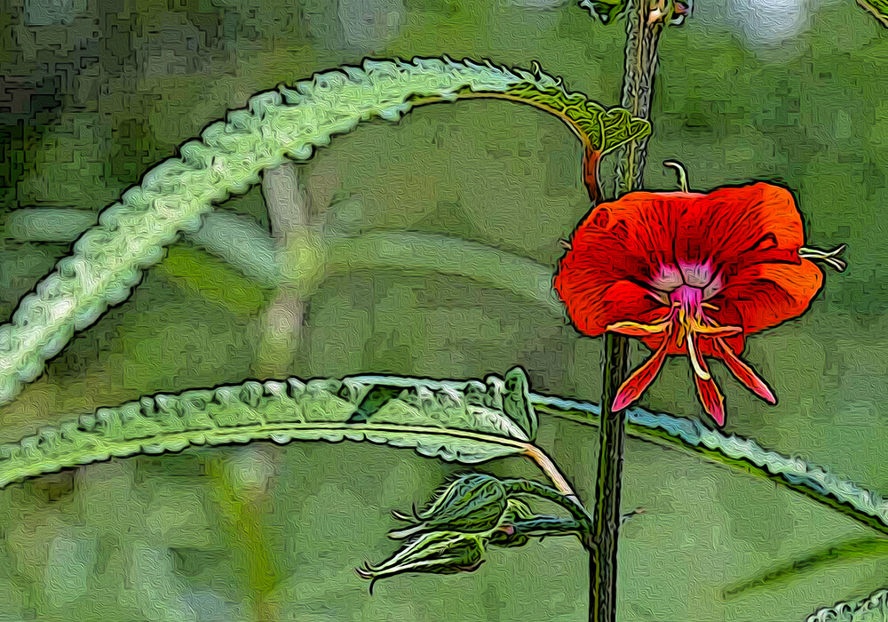 ゴジカの植物図鑑と育て方