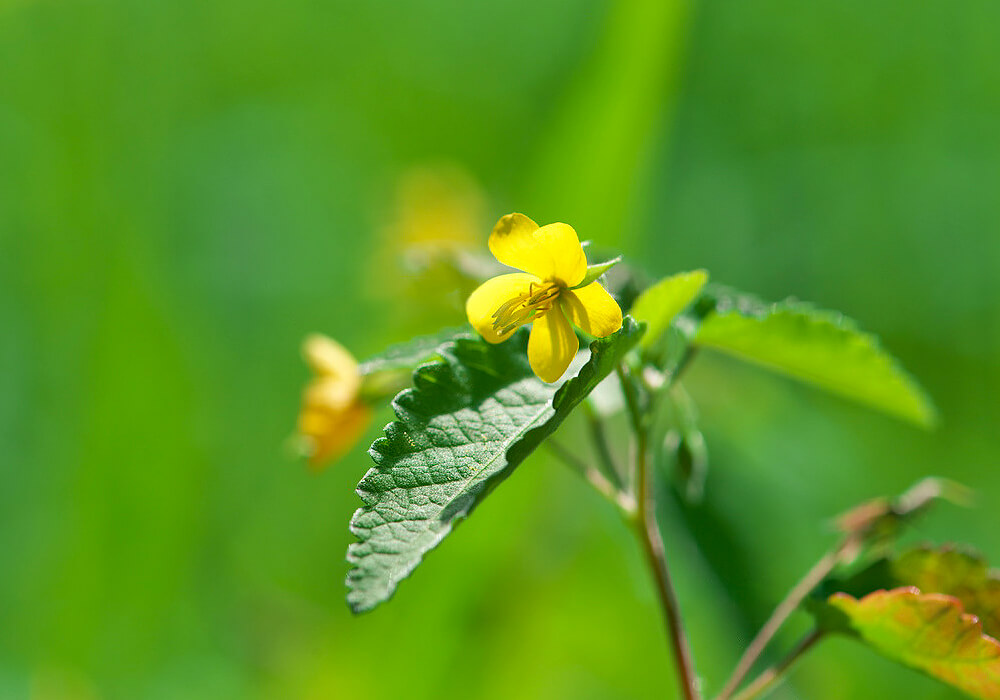 カラスノゴマの花と葉