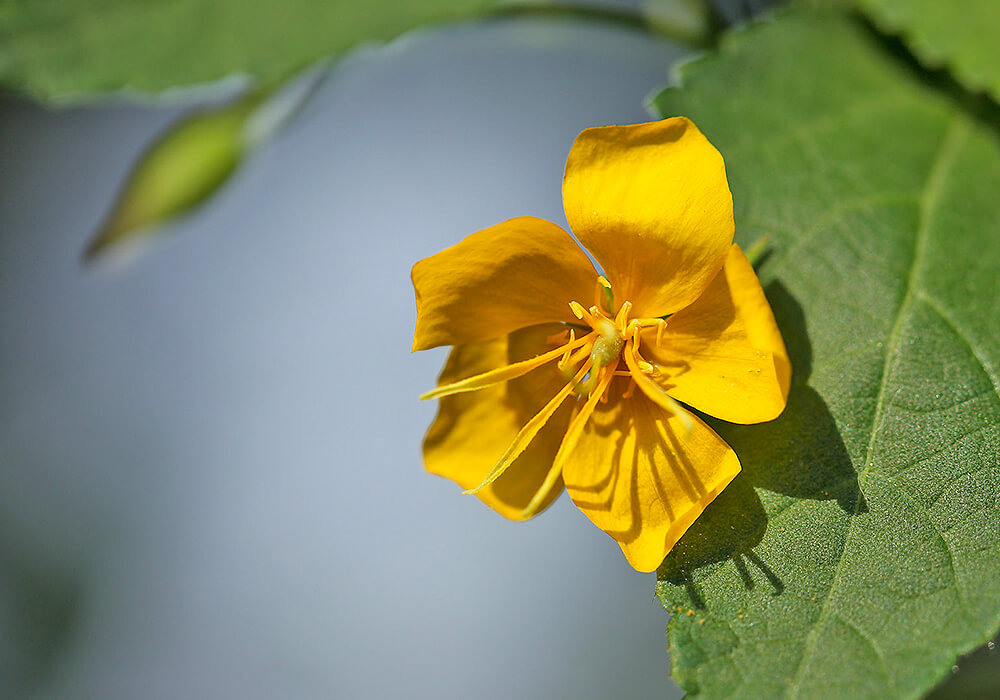 カラスノゴマの花の拡大