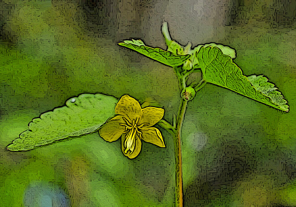 カラスノゴマの植物図鑑と育て方