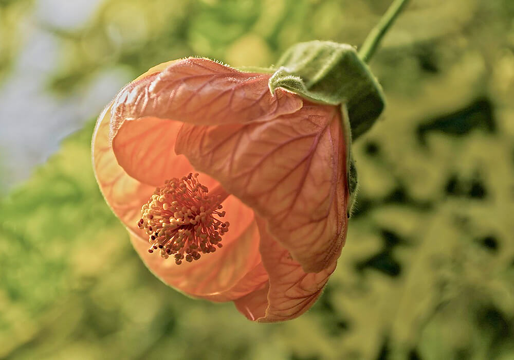 ショウジョウカの花の拡大