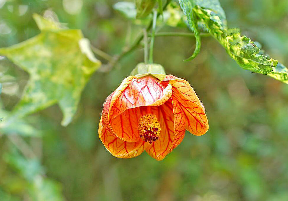 ショウジョウカの開花