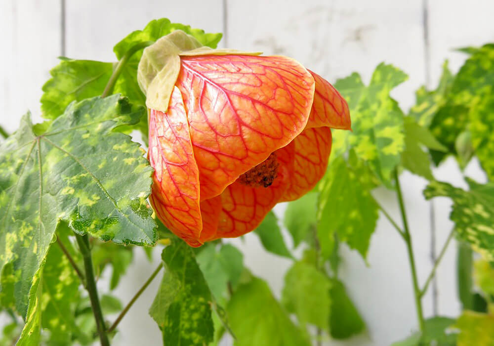 ショウジョウカの花と葉