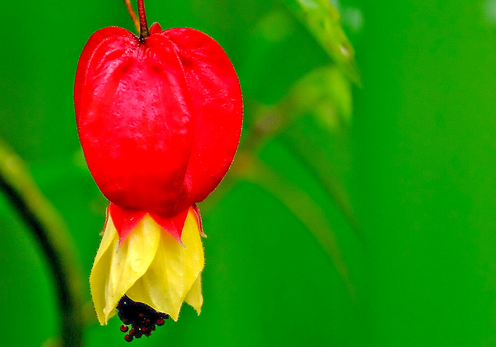 ウキツリボクの花