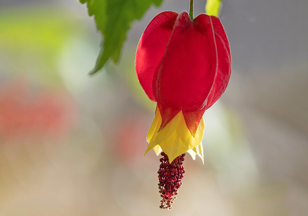 ウキツリボクの花の拡大