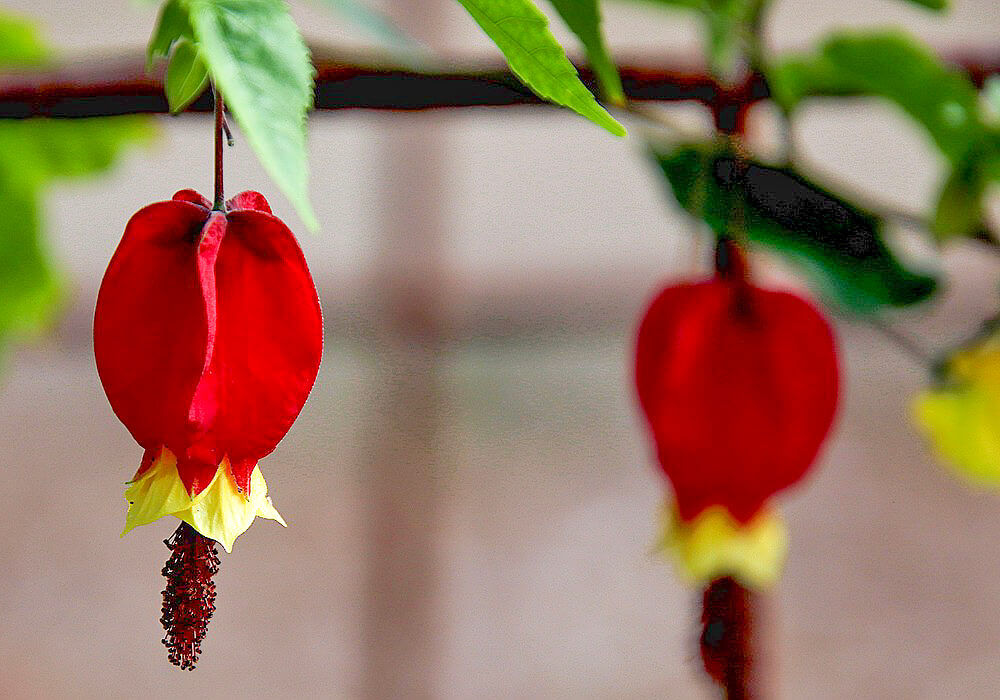 ウキツリボクの萼と花